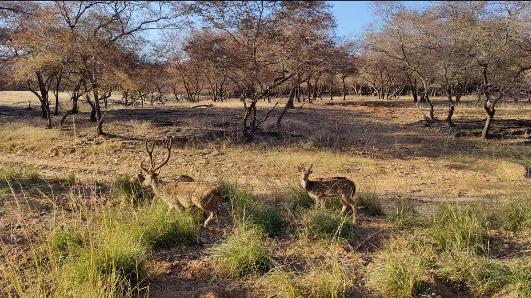 Photo of Ranthambore National Park By Antara Banerjee