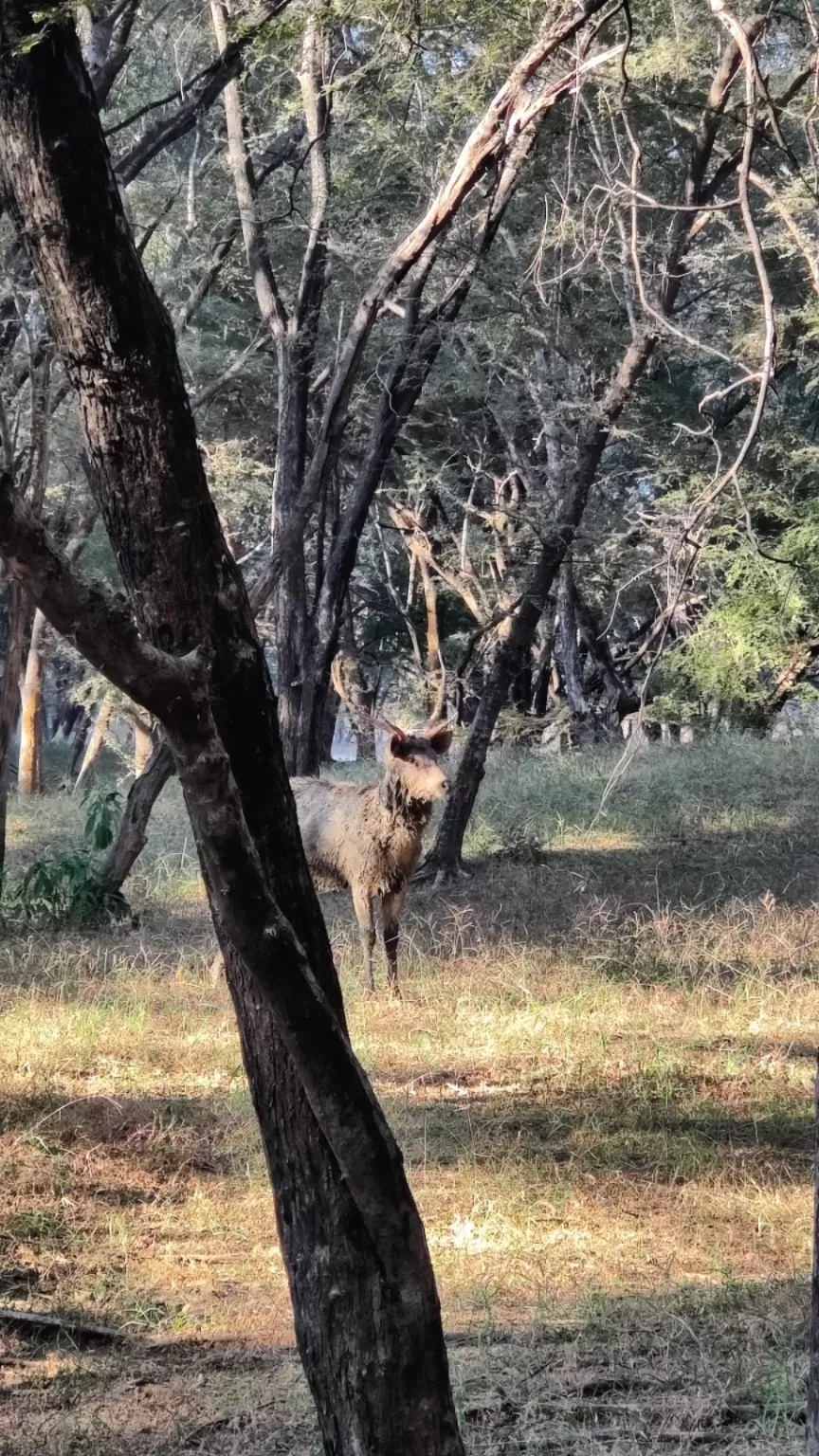 Photo of Ranthambore National Park By Antara Banerjee