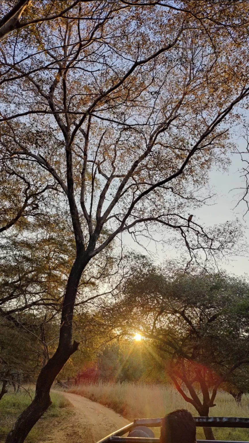 Photo of Ranthambore National Park By Antara Banerjee