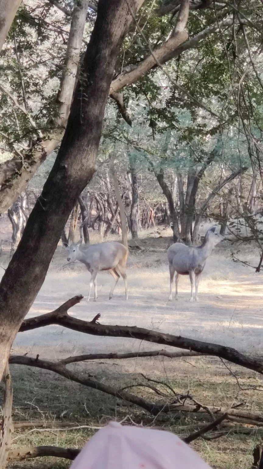 Photo of Ranthambore National Park By Antara Banerjee