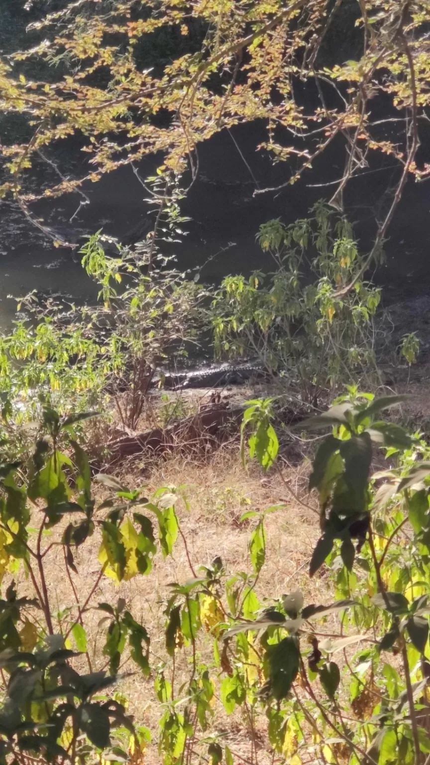 Photo of Ranthambore National Park By Antara Banerjee