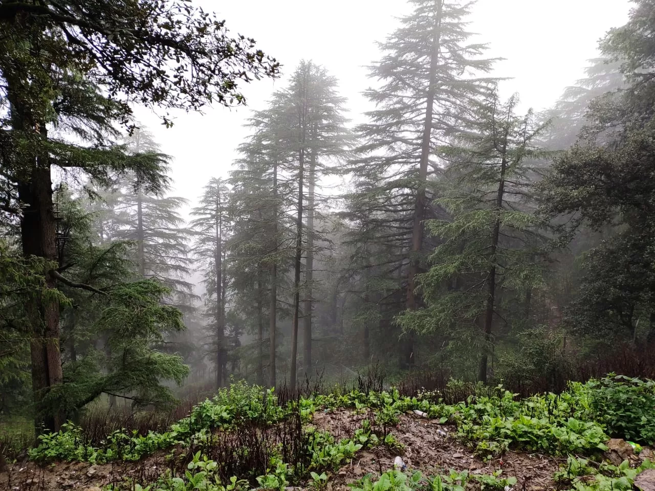 Photo of Shimla By saurabh ram