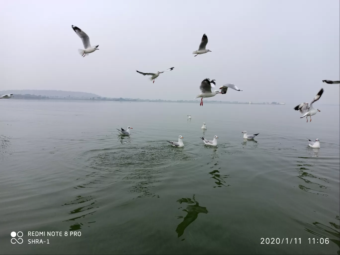 Photo of Bhigwan bird sanctuary By Shravan Kadam