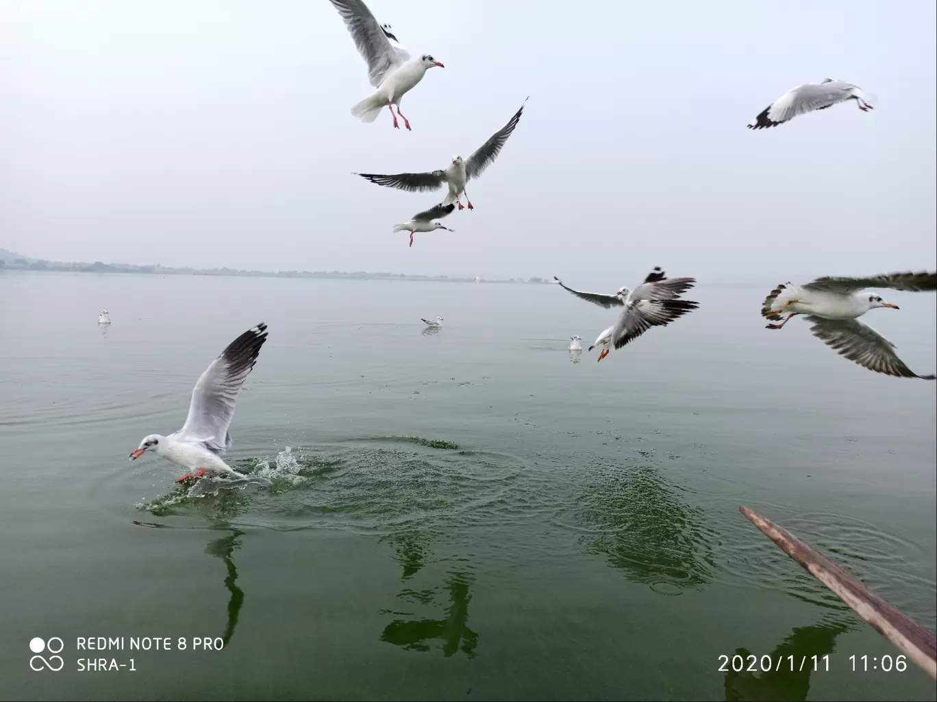 Photo of Bhigwan bird sanctuary By Shravan Kadam