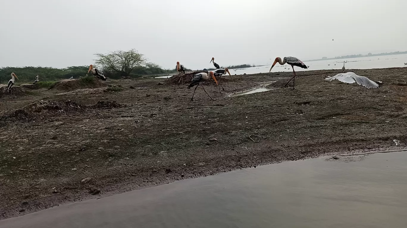 Photo of Bhigwan bird sanctuary By Shravan Kadam