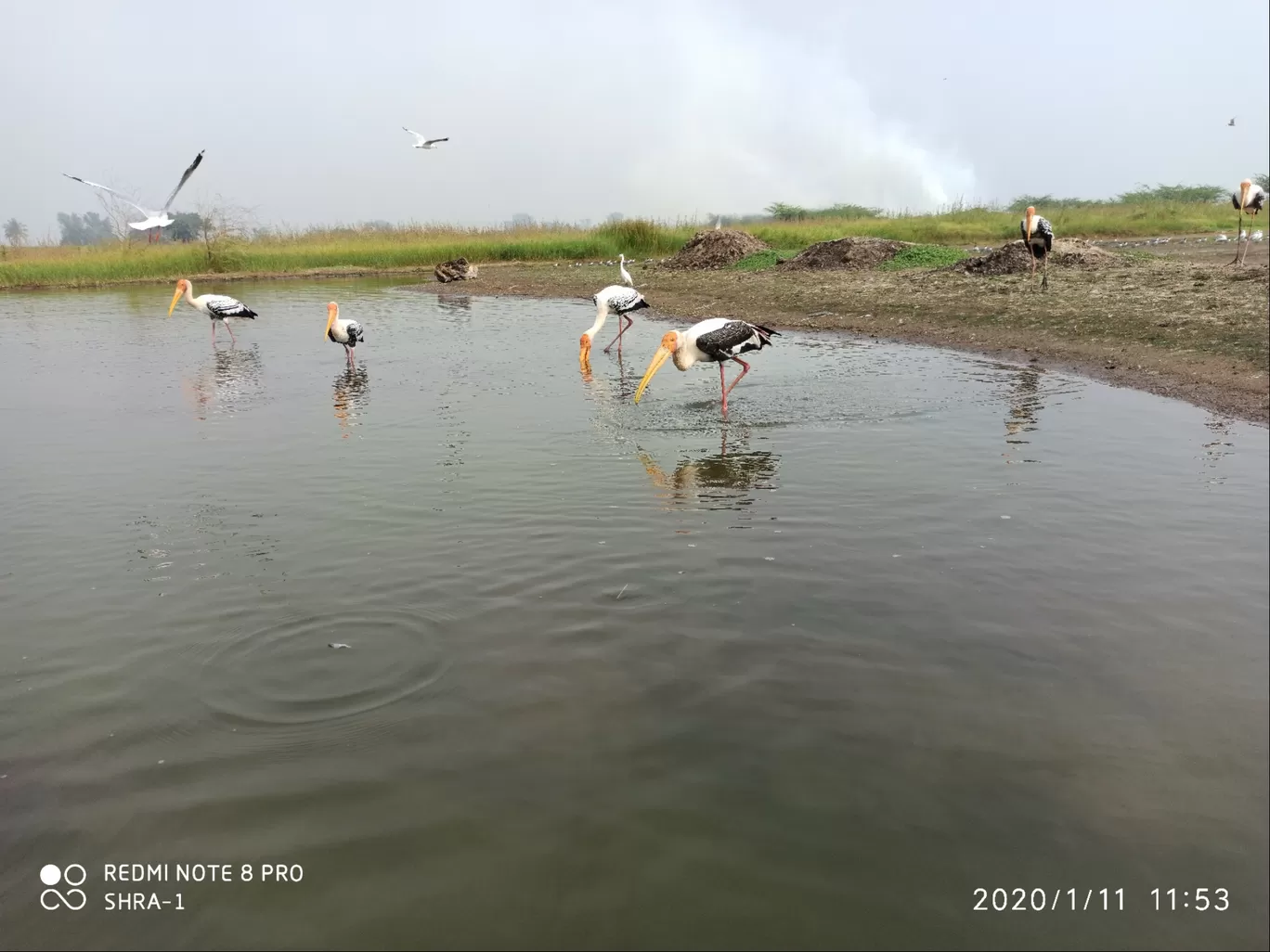 Photo of Bhigwan bird sanctuary By Shravan Kadam