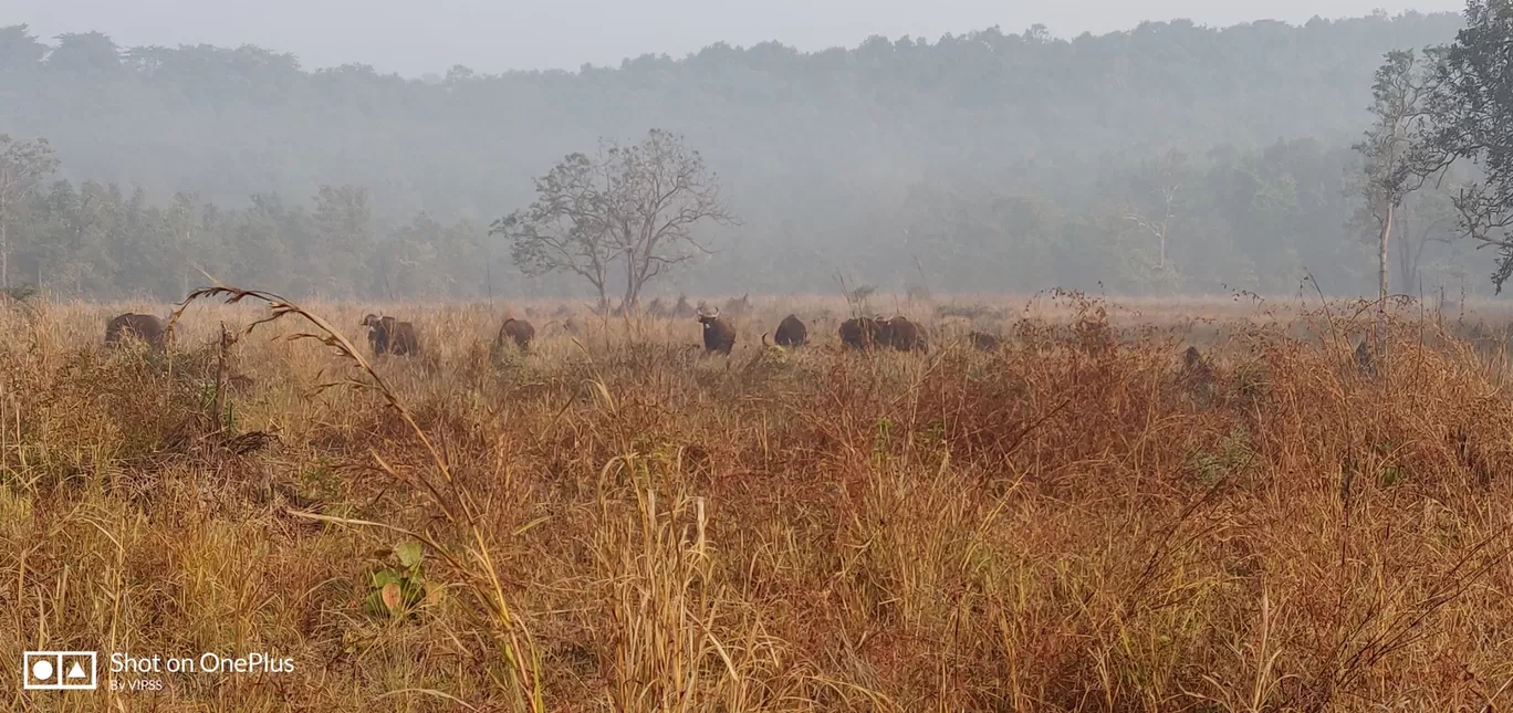 Photo of Sarodha By Vipin Baid