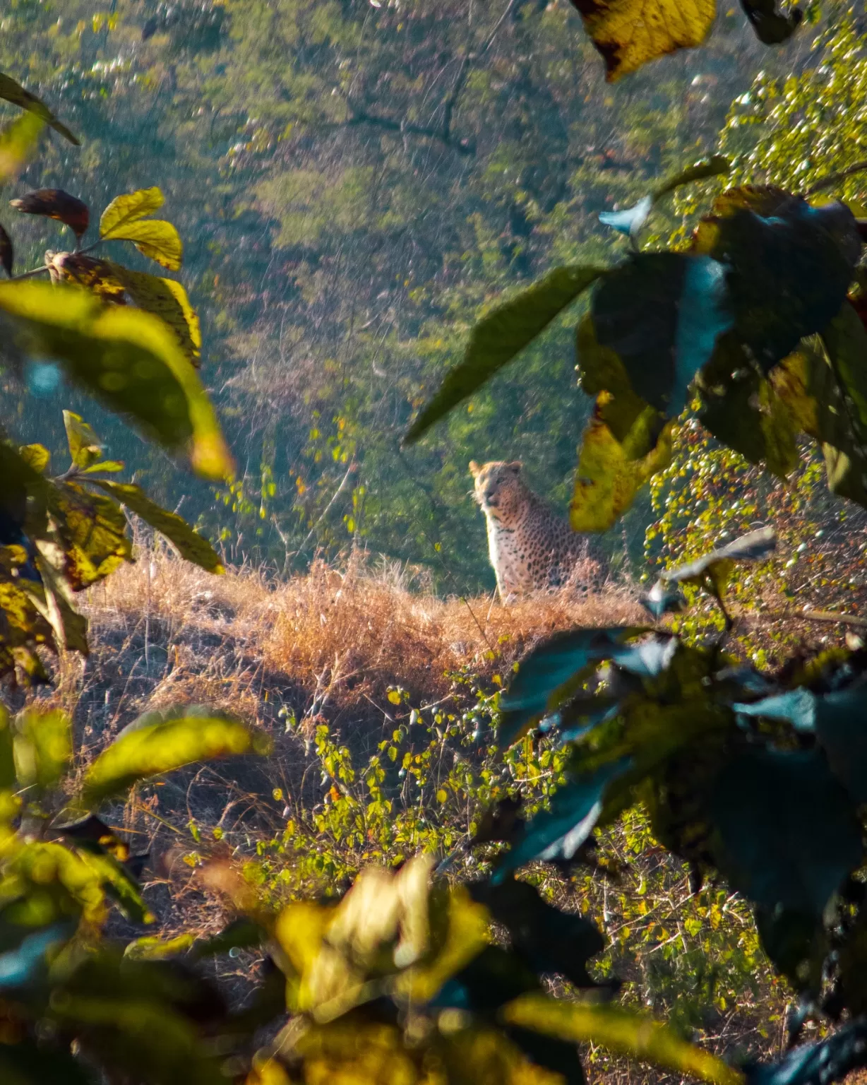Photo of Panna National Park By Abhimanyu Dalal