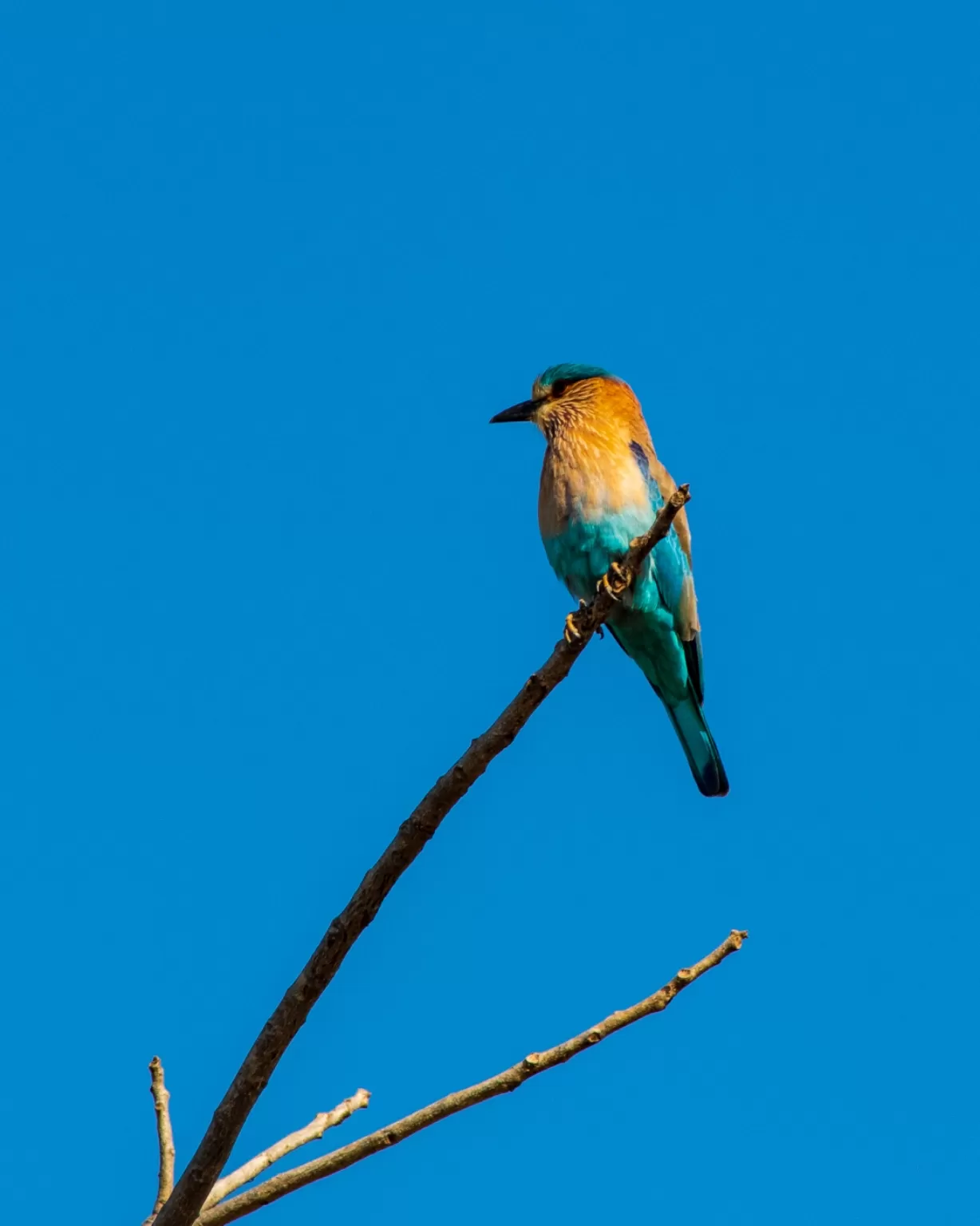 Photo of Panna National Park By Abhimanyu Dalal