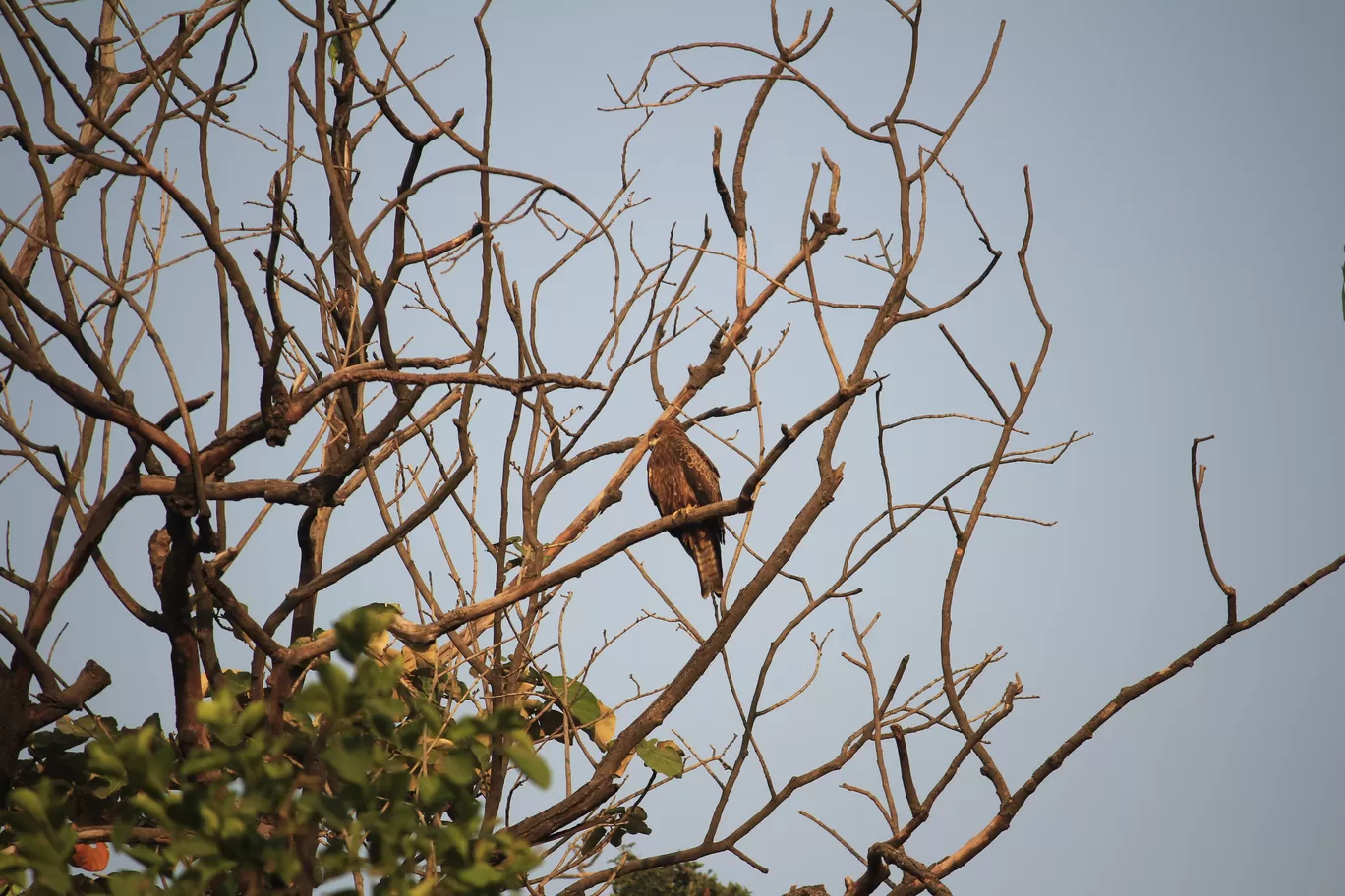 Photo of Sunder Nursery By Tushar Kanti Paul