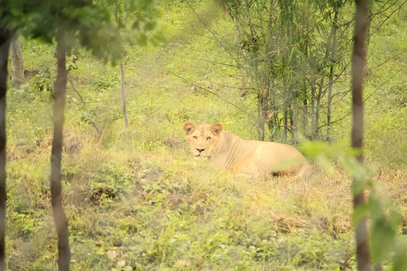 Photo of SajjanGarh Biological Park By Tushar Kanti Paul