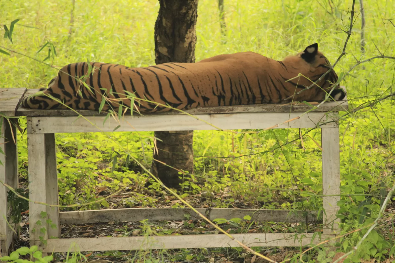 Photo of SajjanGarh Biological Park By Tushar Kanti Paul