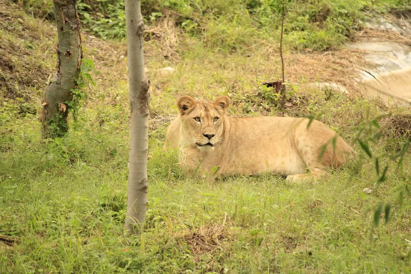 Photo of SajjanGarh Biological Park By Tushar Kanti Paul