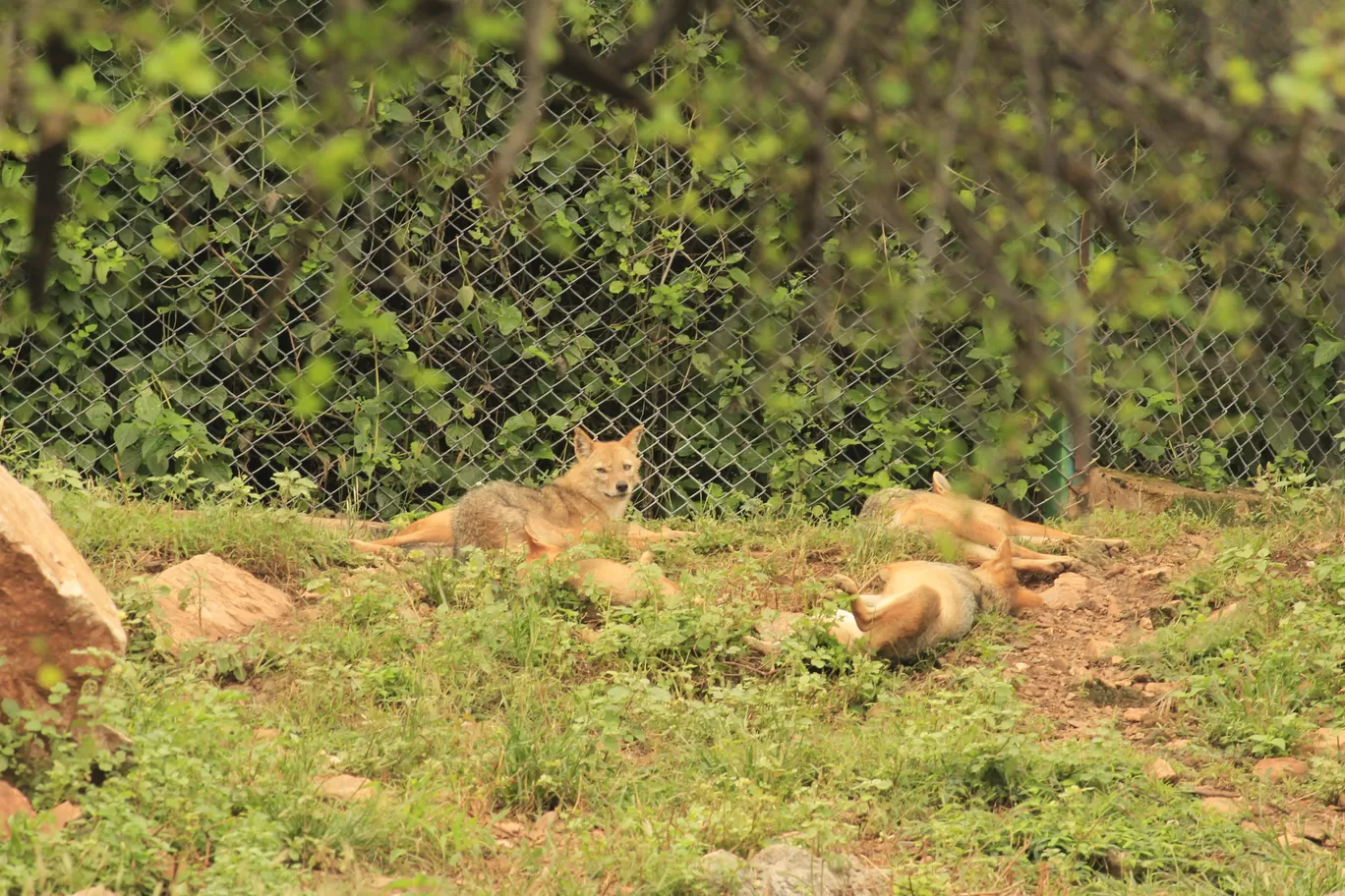 Photo of SajjanGarh Biological Park By Tushar Kanti Paul