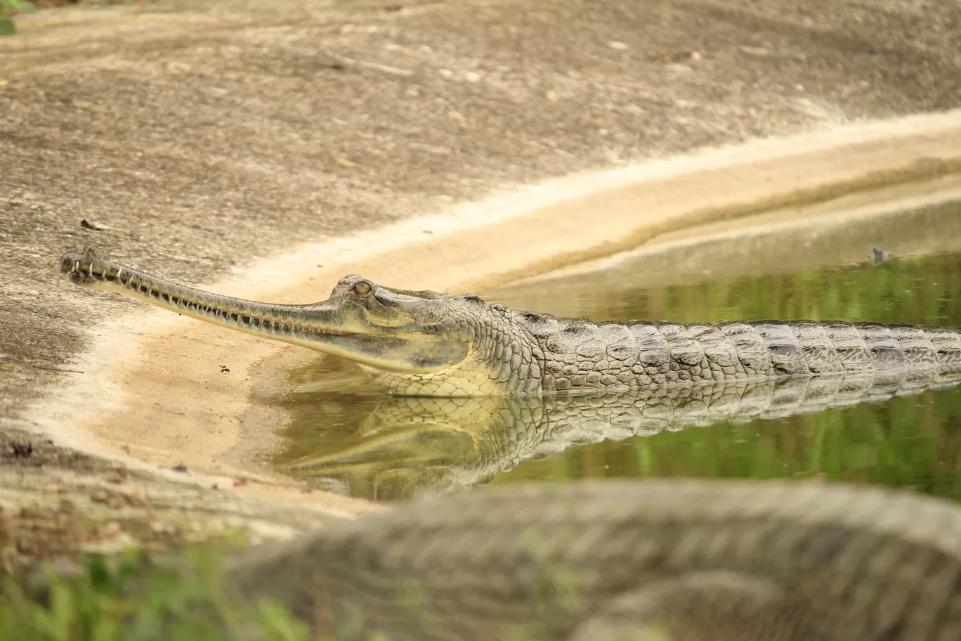 Photo of SajjanGarh Biological Park By Tushar Kanti Paul