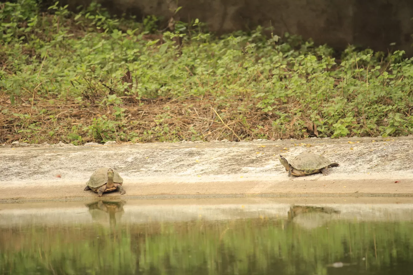 Photo of SajjanGarh Biological Park By Tushar Kanti Paul