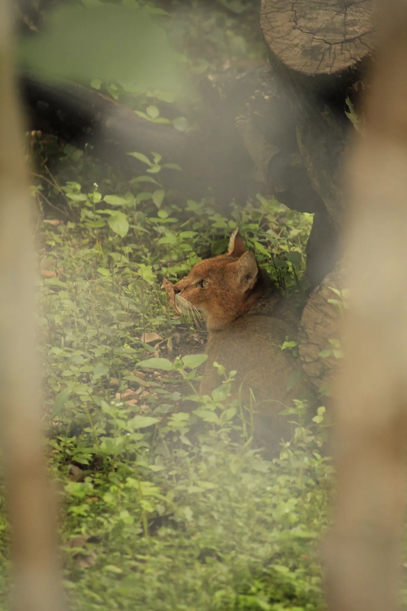 Photo of SajjanGarh Biological Park By Tushar Kanti Paul