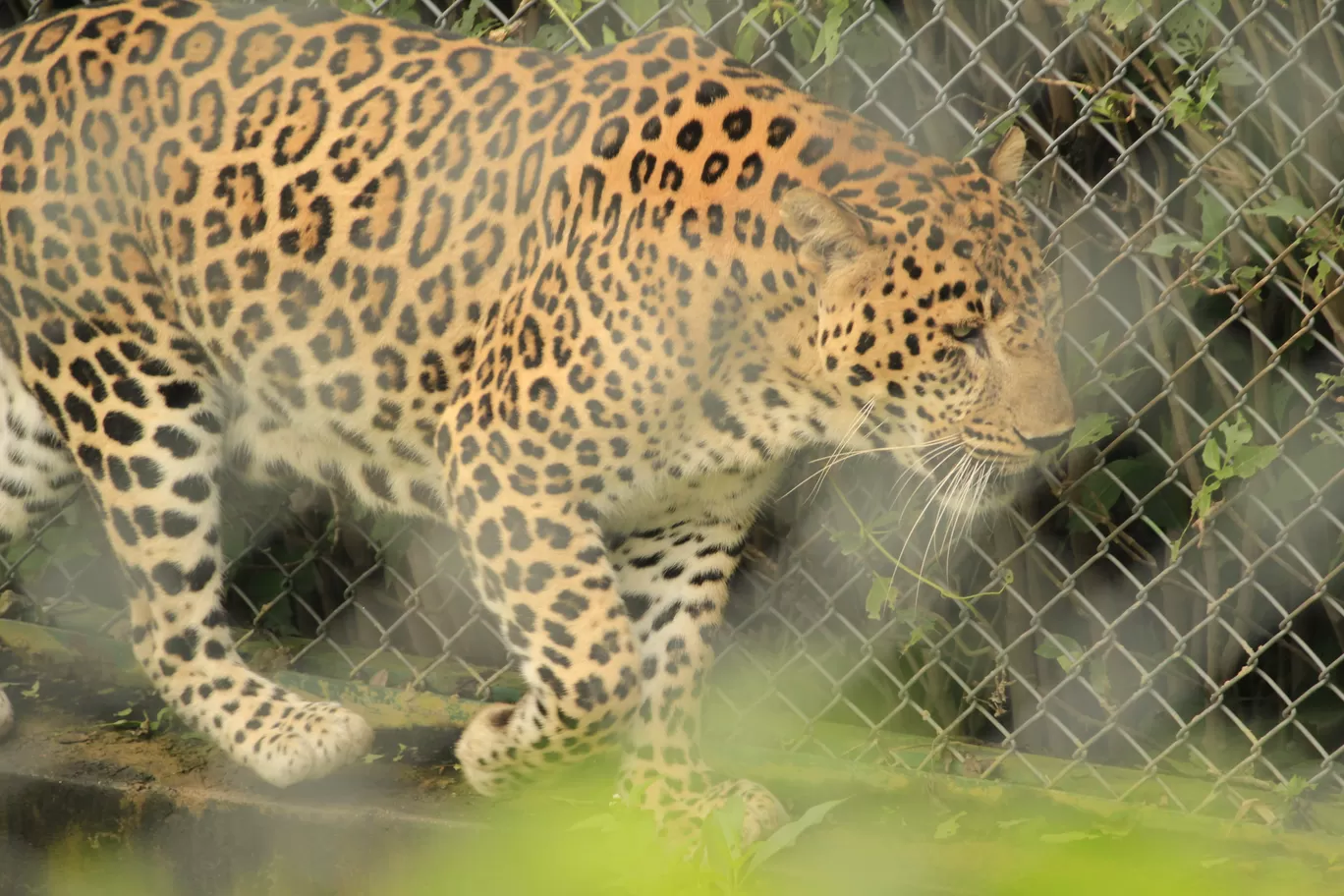 Photo of SajjanGarh Biological Park By Tushar Kanti Paul