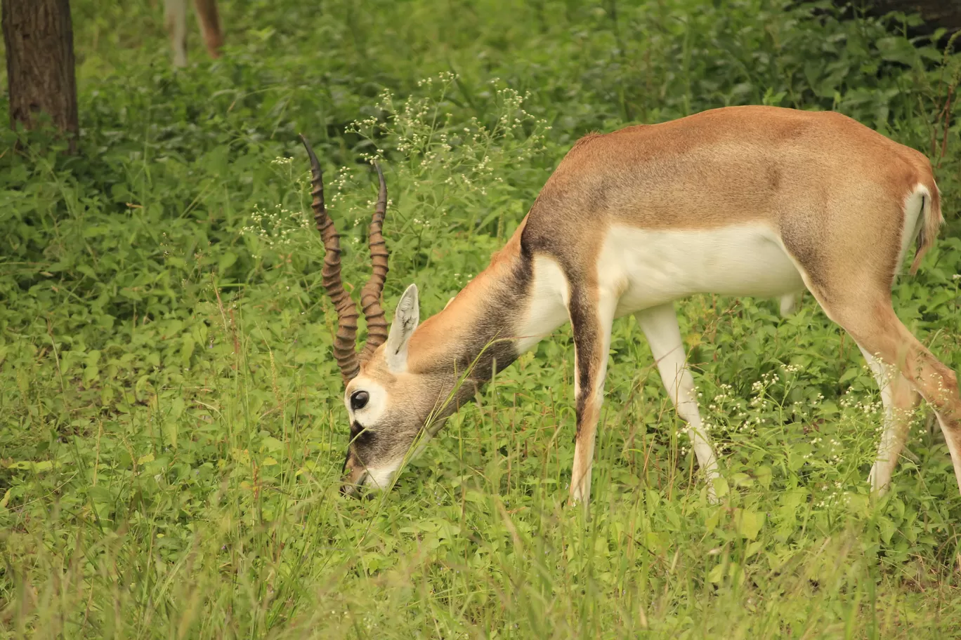 Photo of SajjanGarh Biological Park By Tushar Kanti Paul