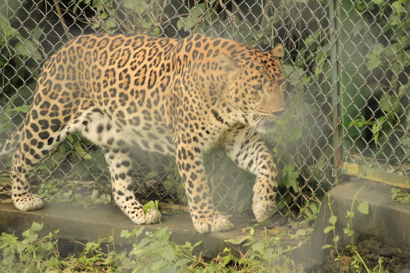 Photo of SajjanGarh Biological Park By Tushar Kanti Paul