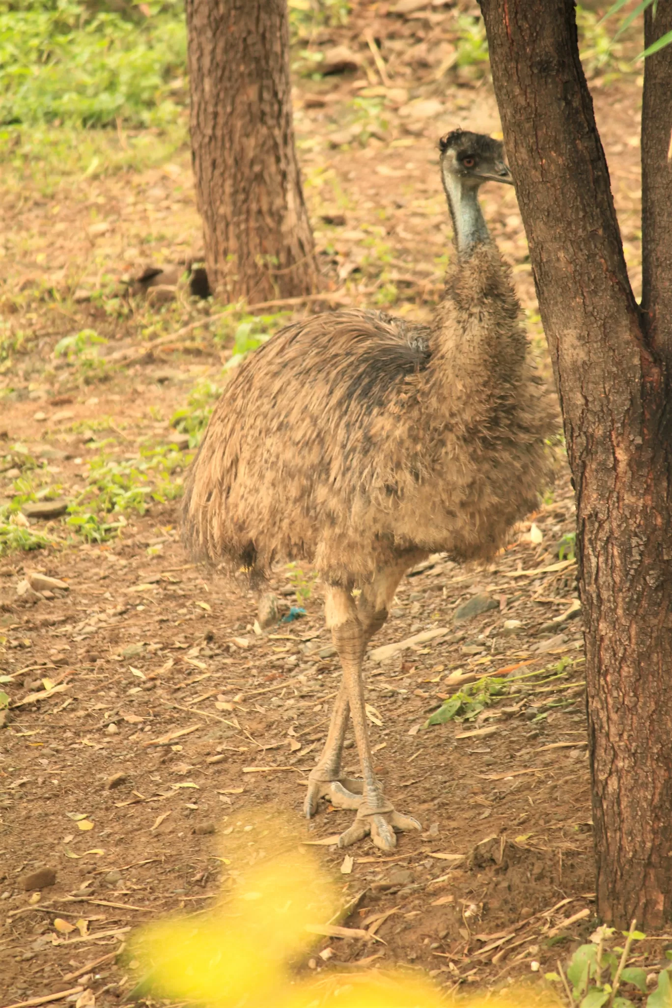 Photo of SajjanGarh Biological Park By Tushar Kanti Paul