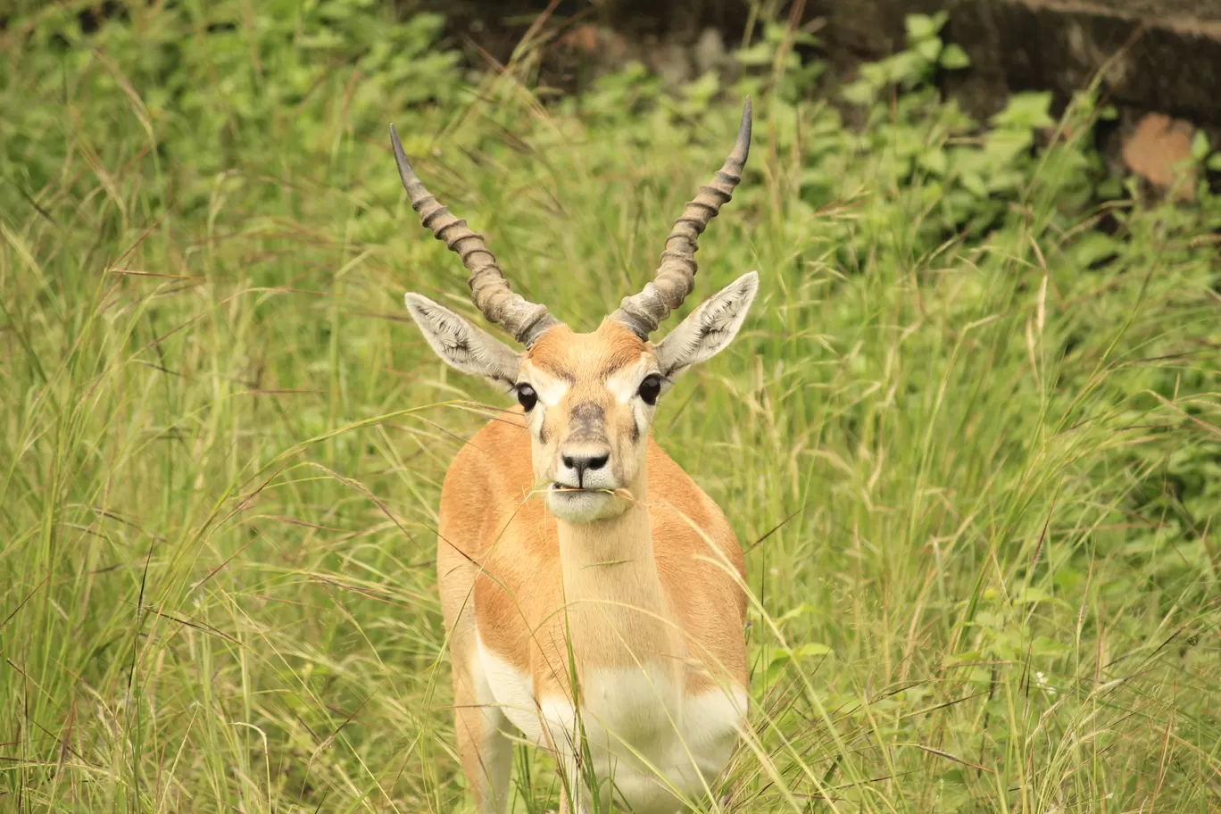 Photo of SajjanGarh Biological Park By Tushar Kanti Paul
