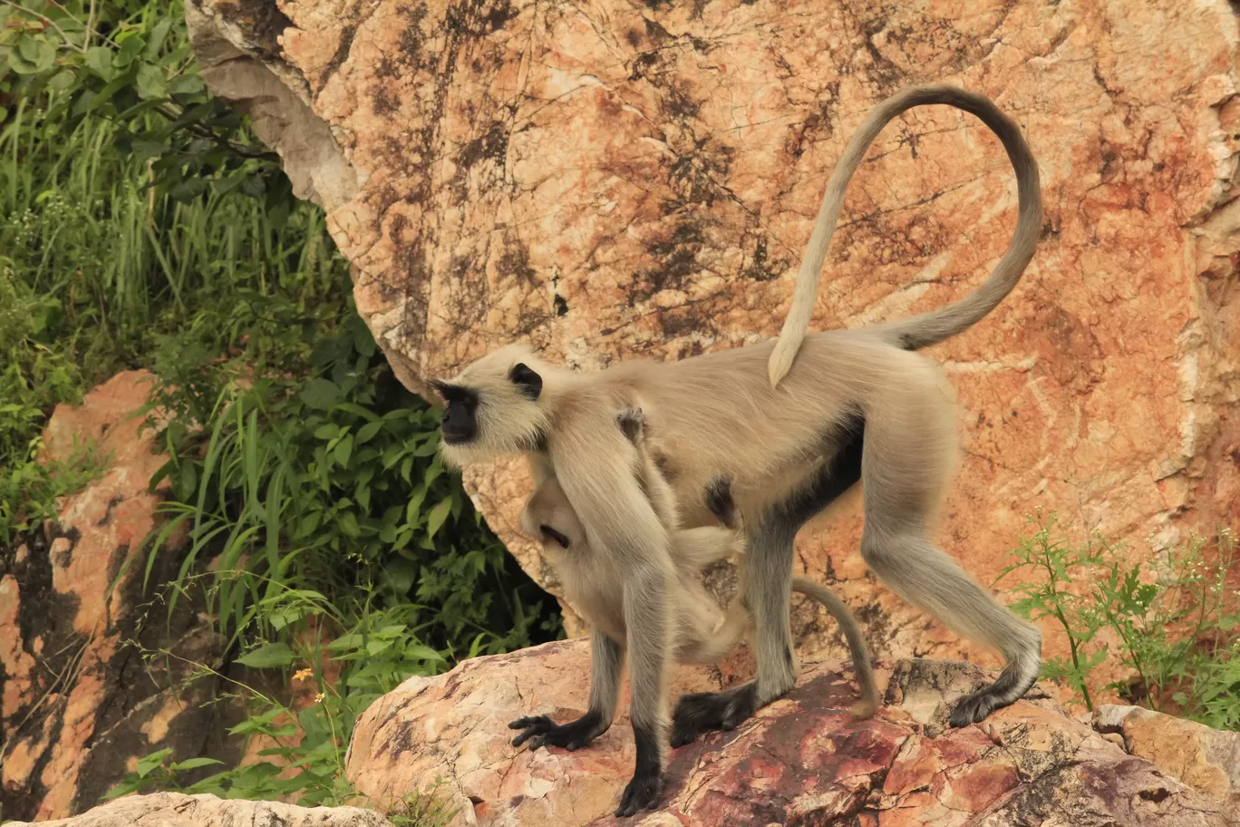 Photo of SajjanGarh Biological Park By Tushar Kanti Paul