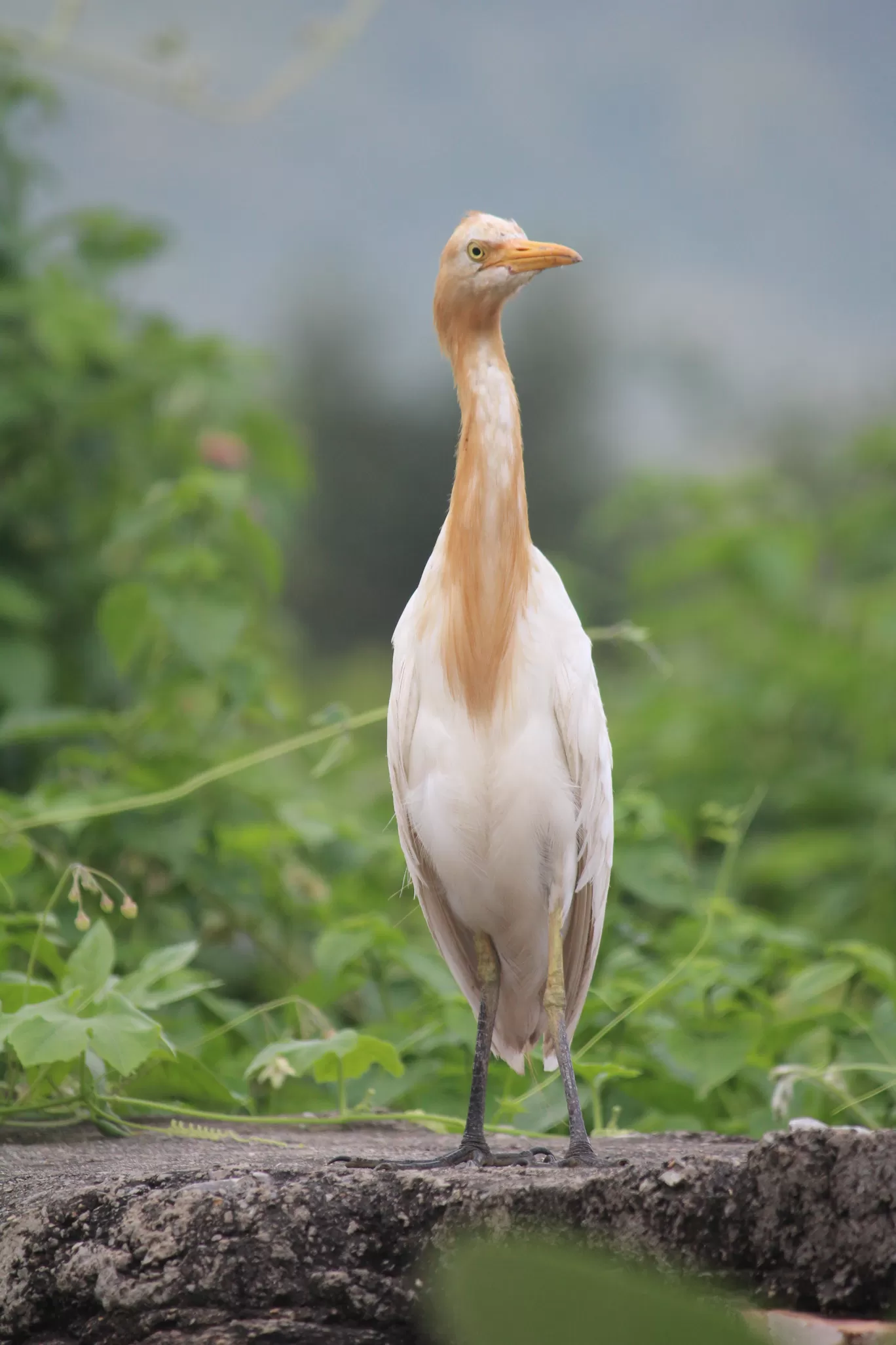 Photo of SajjanGarh Biological Park By Tushar Kanti Paul