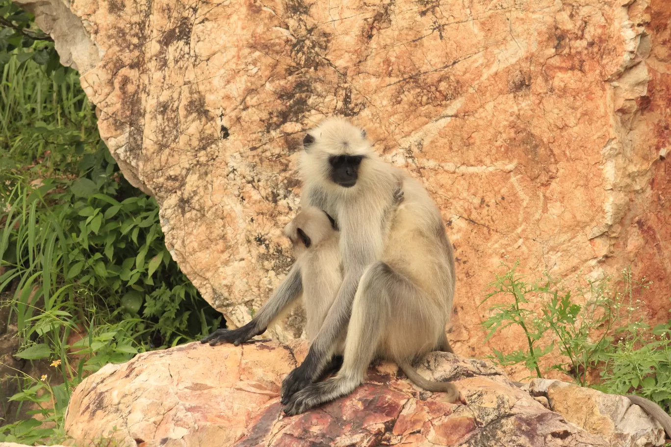 Photo of SajjanGarh Biological Park By Tushar Kanti Paul