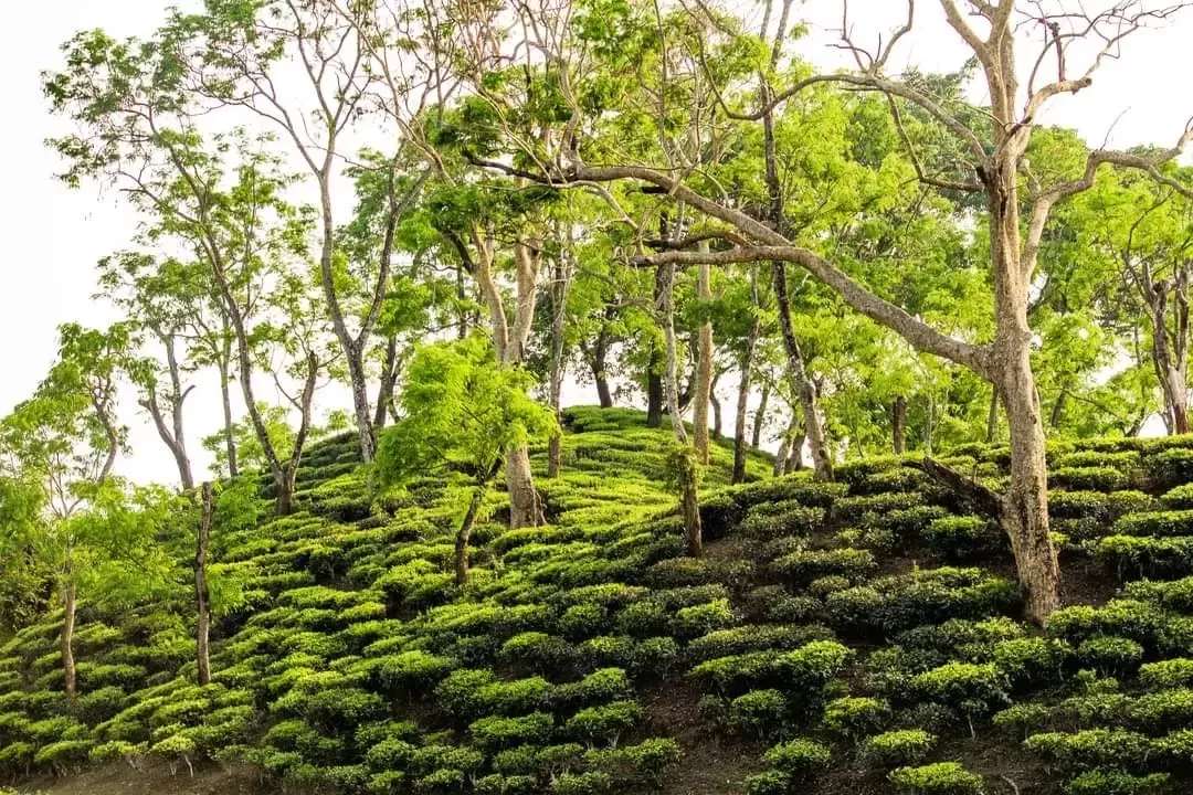 Photo of Alipur Tea Garden Road By Tushar Kanti Paul