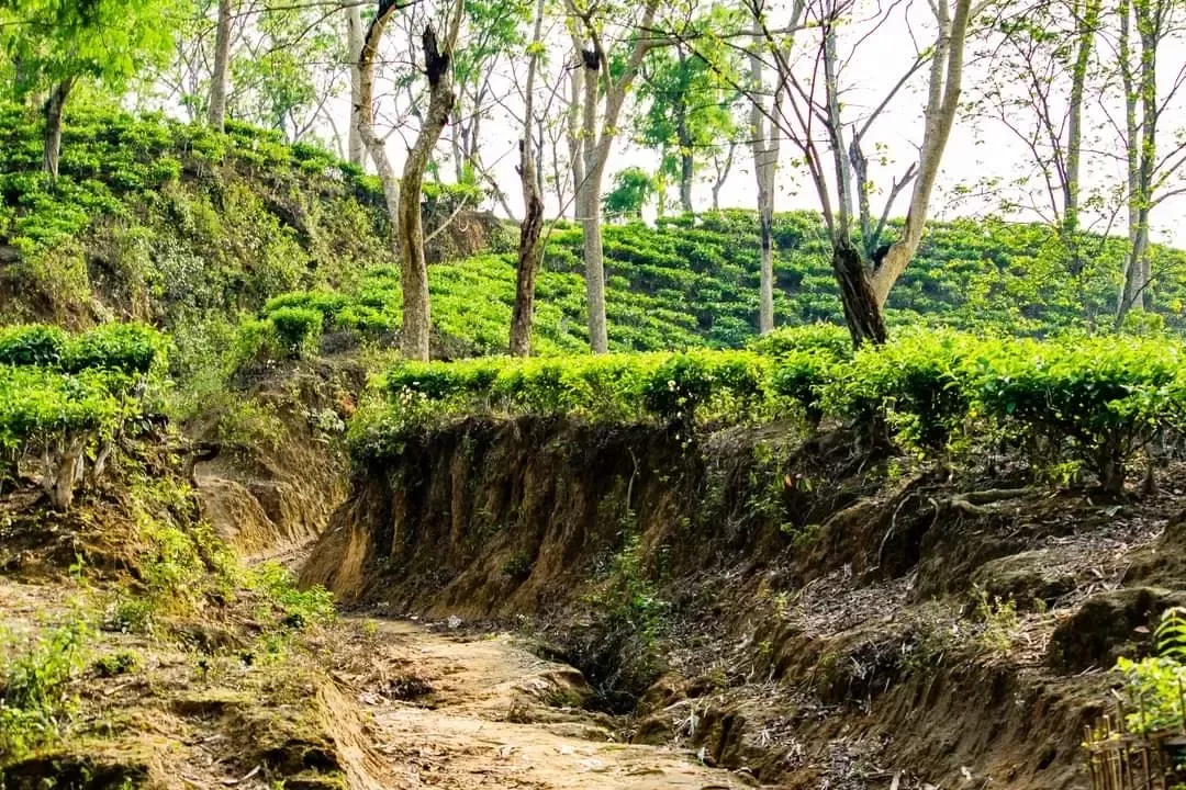 Photo of Alipur Tea Garden Road By Tushar Kanti Paul
