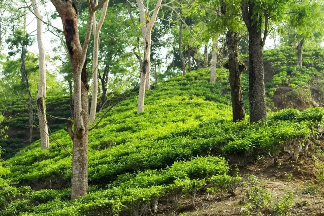 Photo of Alipur Tea Garden Road By Tushar Kanti Paul