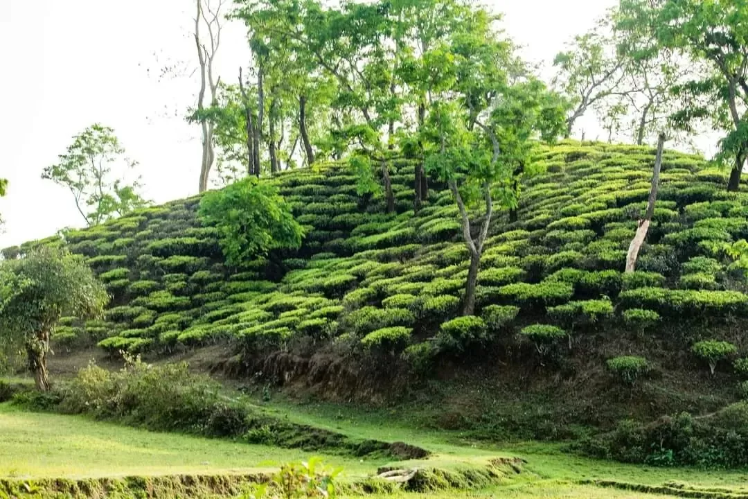 Photo of Alipur Tea Garden Road By Tushar Kanti Paul