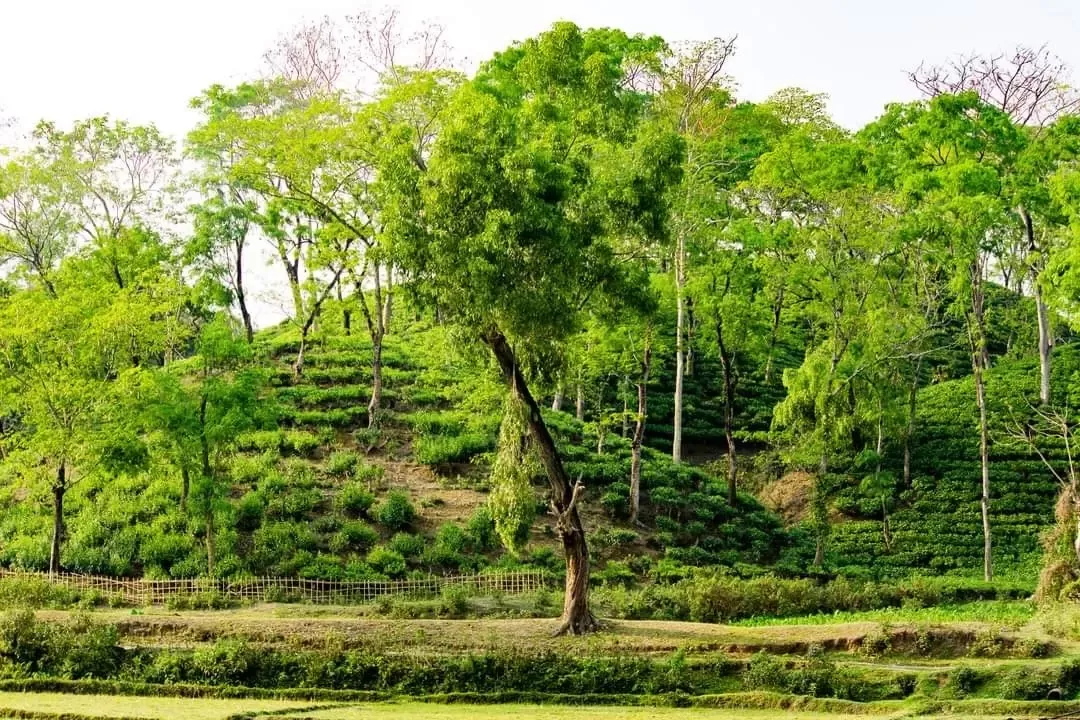 Photo of Alipur Tea Garden Road By Tushar Kanti Paul
