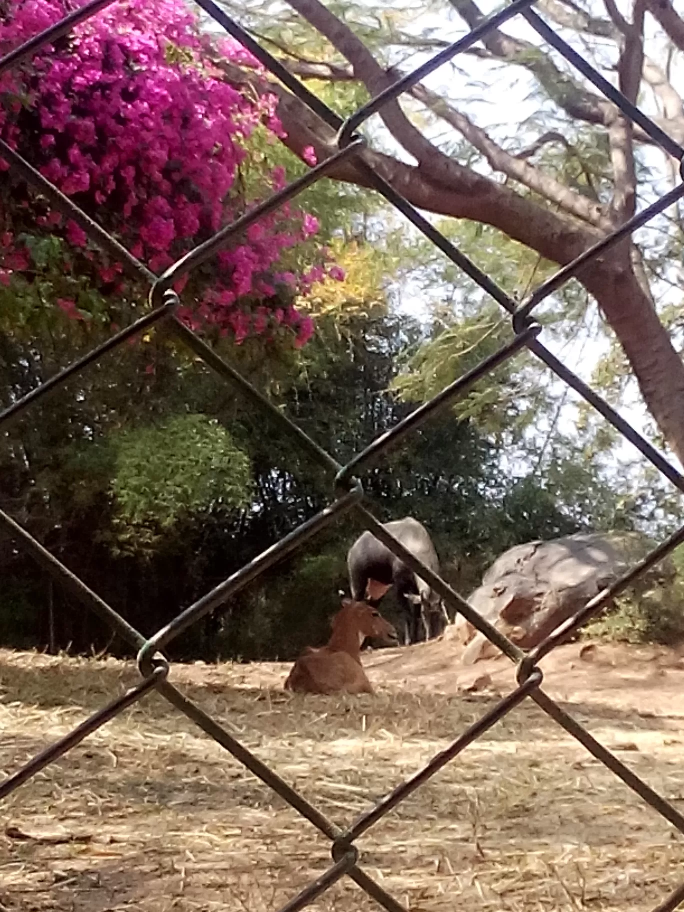 Photo of Bannerghatta Biological Park By So An