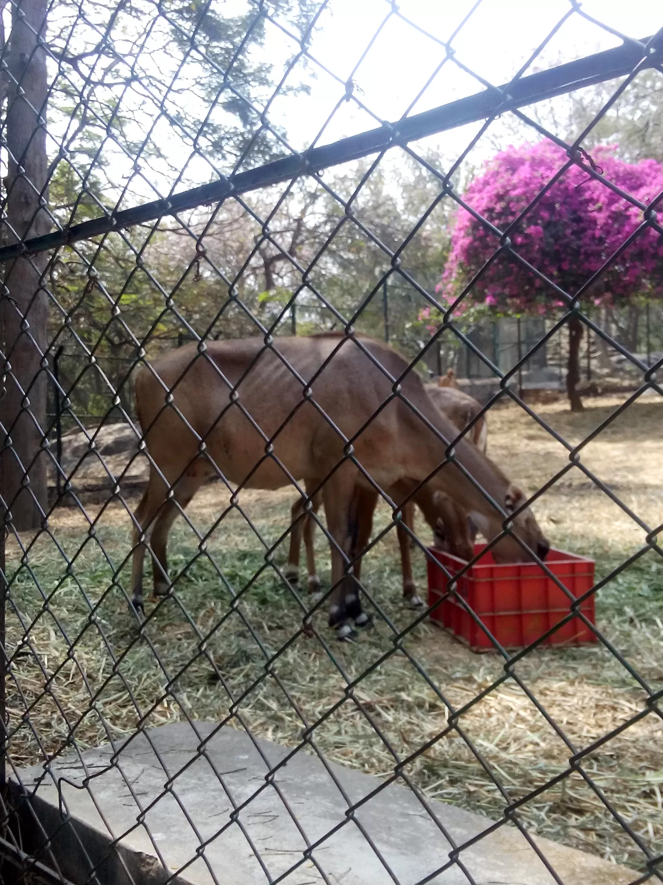 Photo of Bannerghatta Biological Park By So An