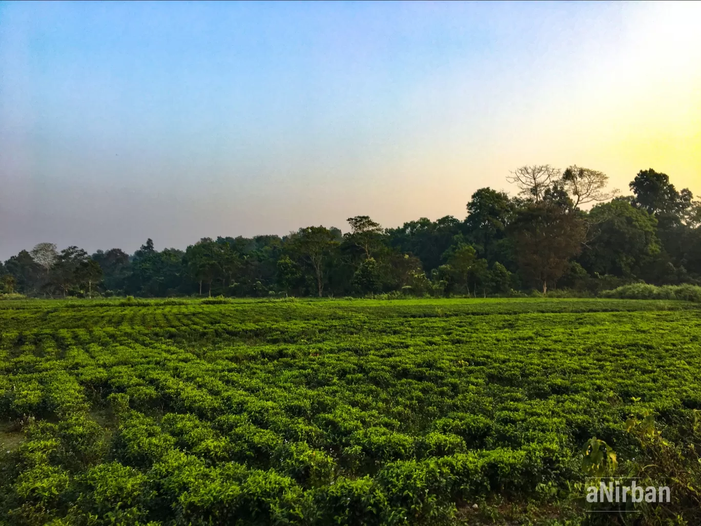 Photo of Lataguri By Anirban Manna