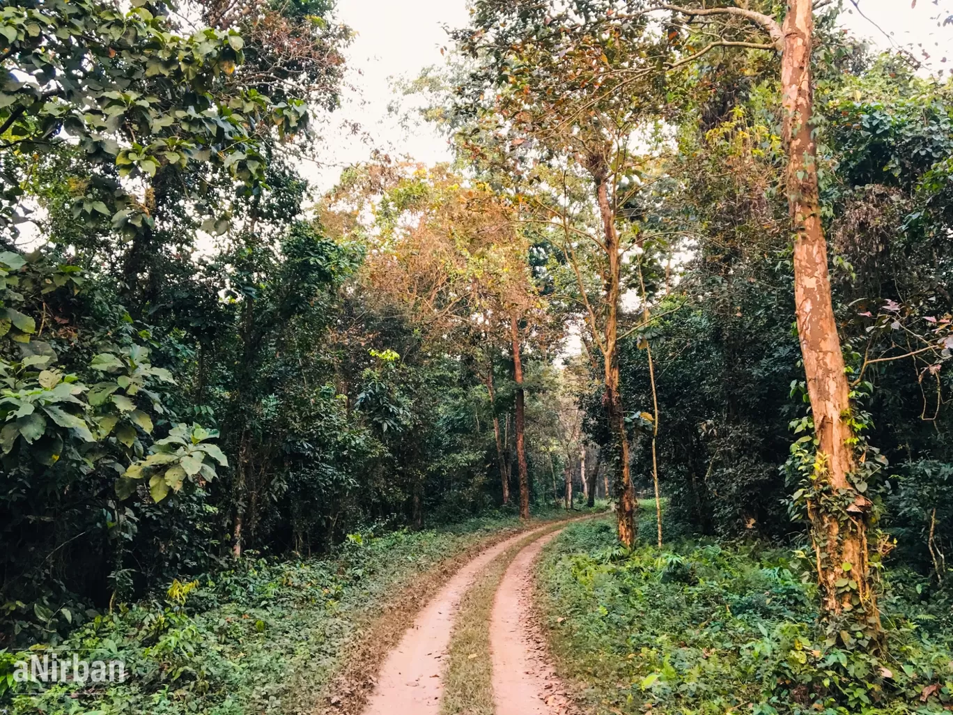 Photo of Lataguri By Anirban Manna
