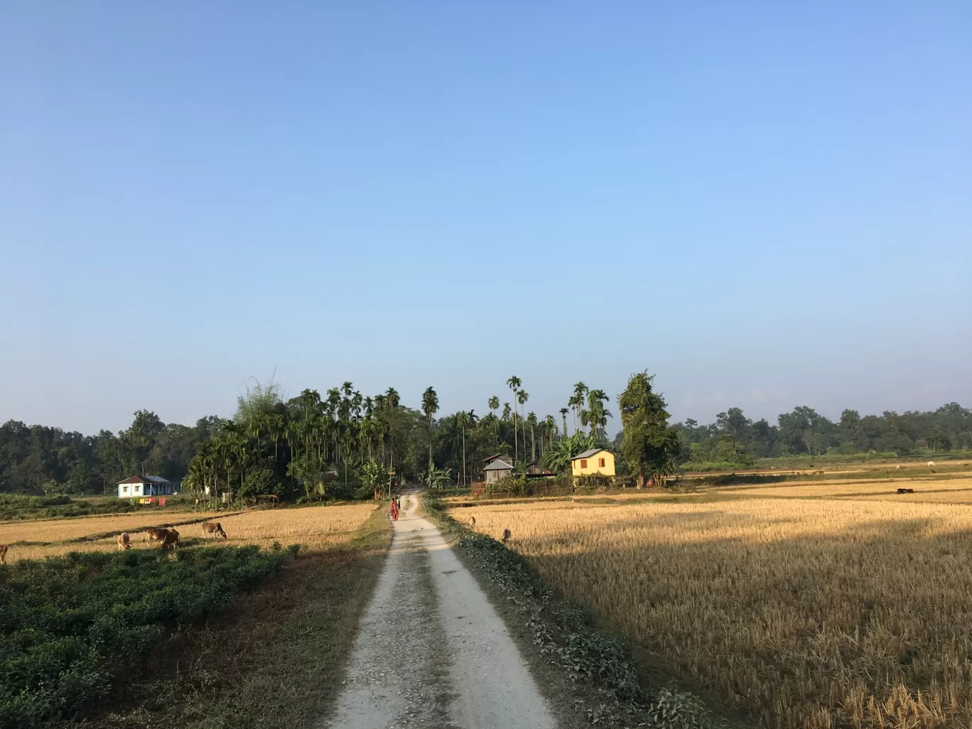 Photo of Lataguri By Anirban Manna