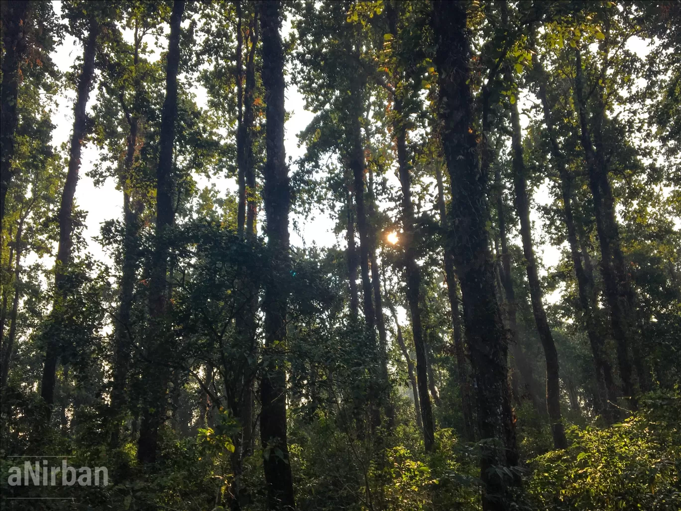 Photo of Lataguri By Anirban Manna
