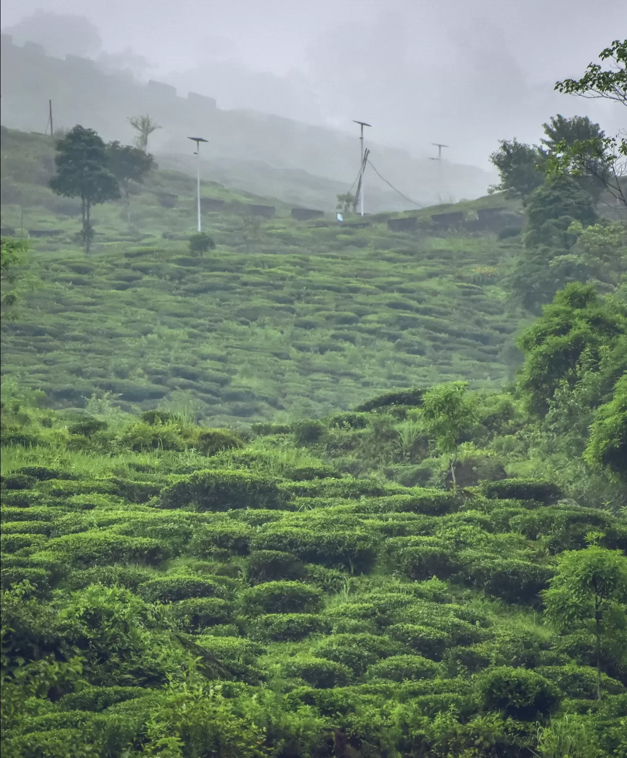 Photo of Darjeeling By Sounak Ghosh