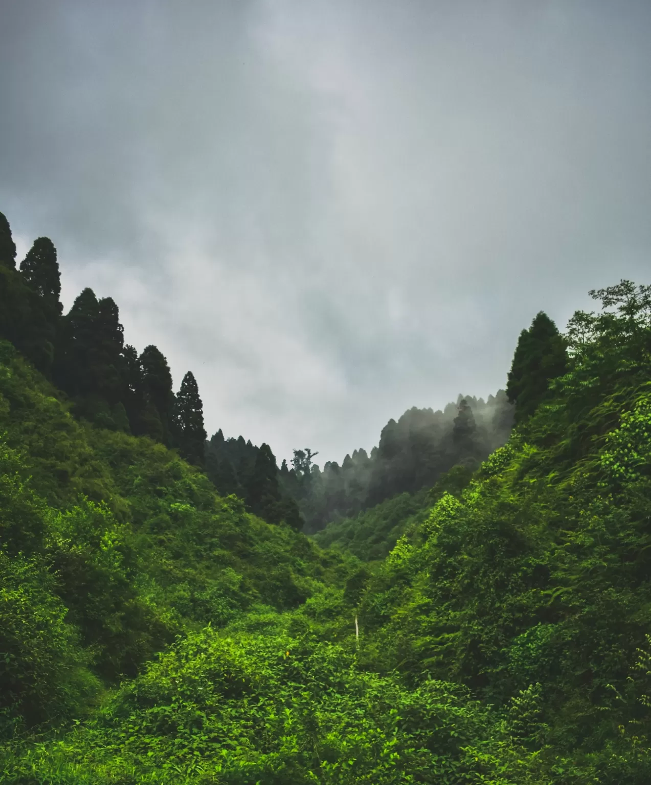 Photo of Darjeeling By Sounak Ghosh