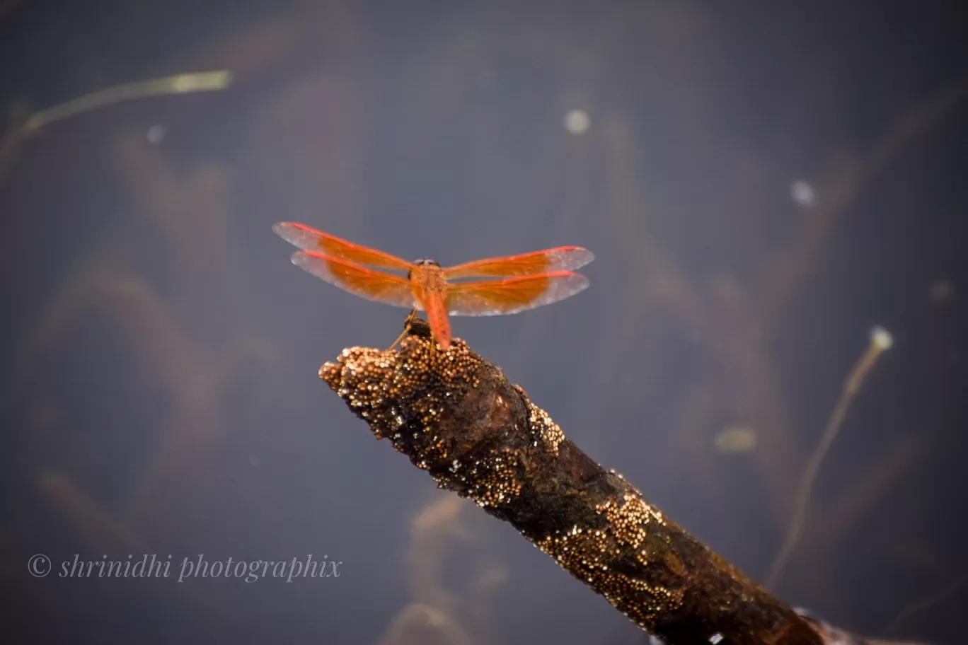 Photo of Q Mango Forest By Nidhi Gowda