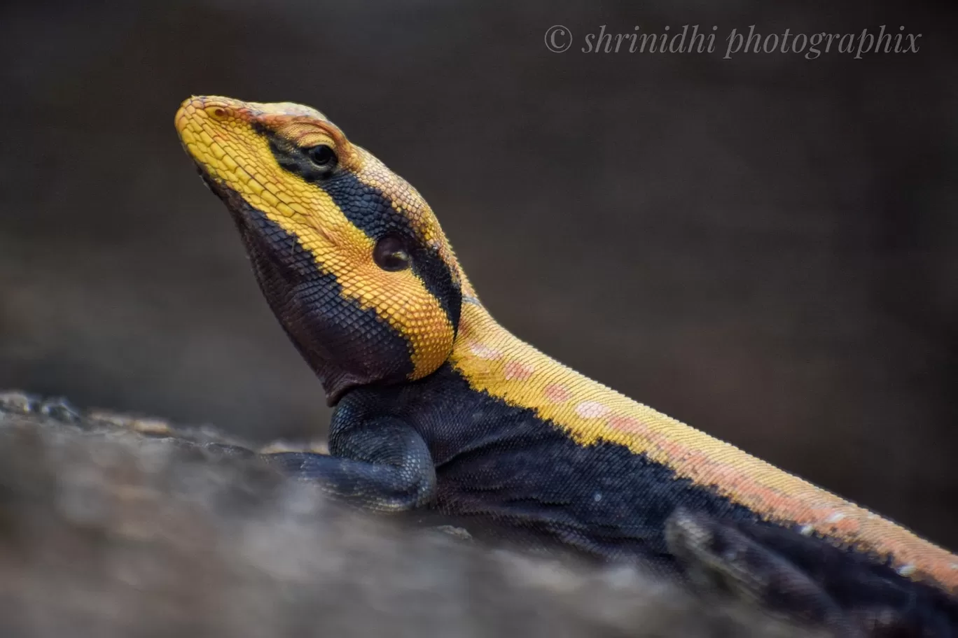 Photo of Q Mango Forest By Nidhi Gowda