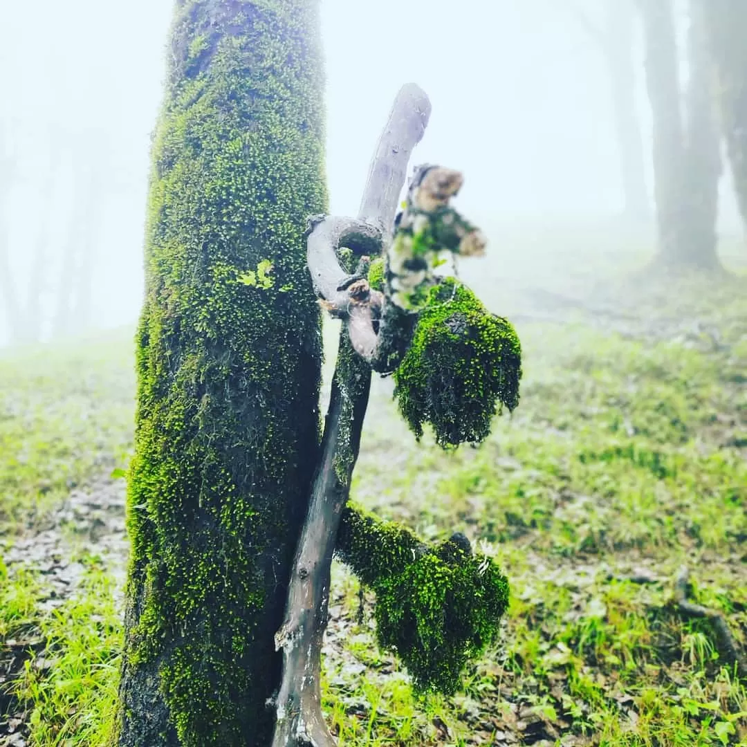 Photo of NagTibba Trekking By Ravi Kumar