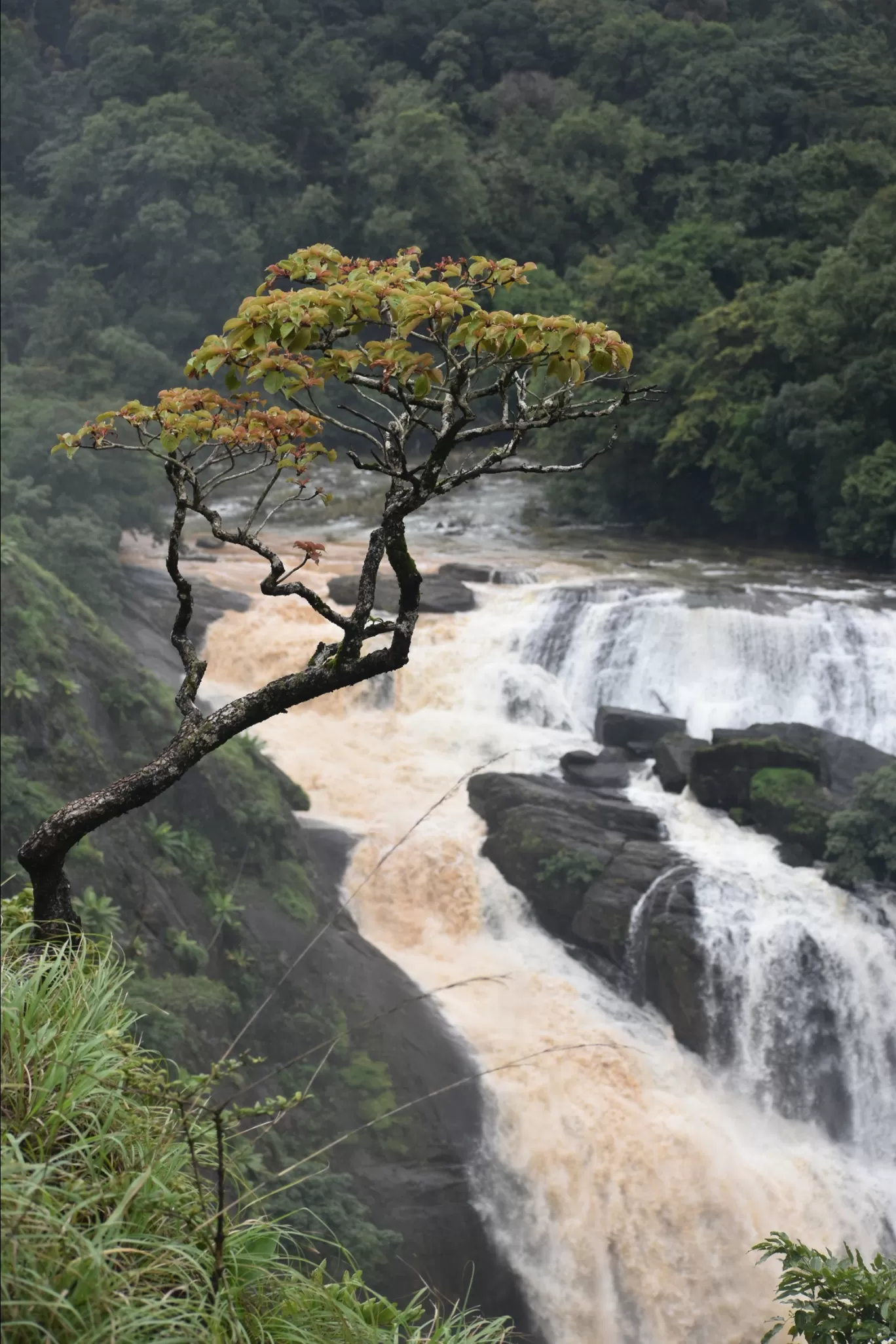 Photo of Mallalli Waterfalls By Dr Nareshachari D B
