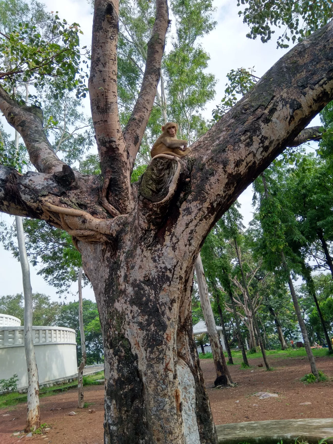 Photo of Rajgir By Aman Singh