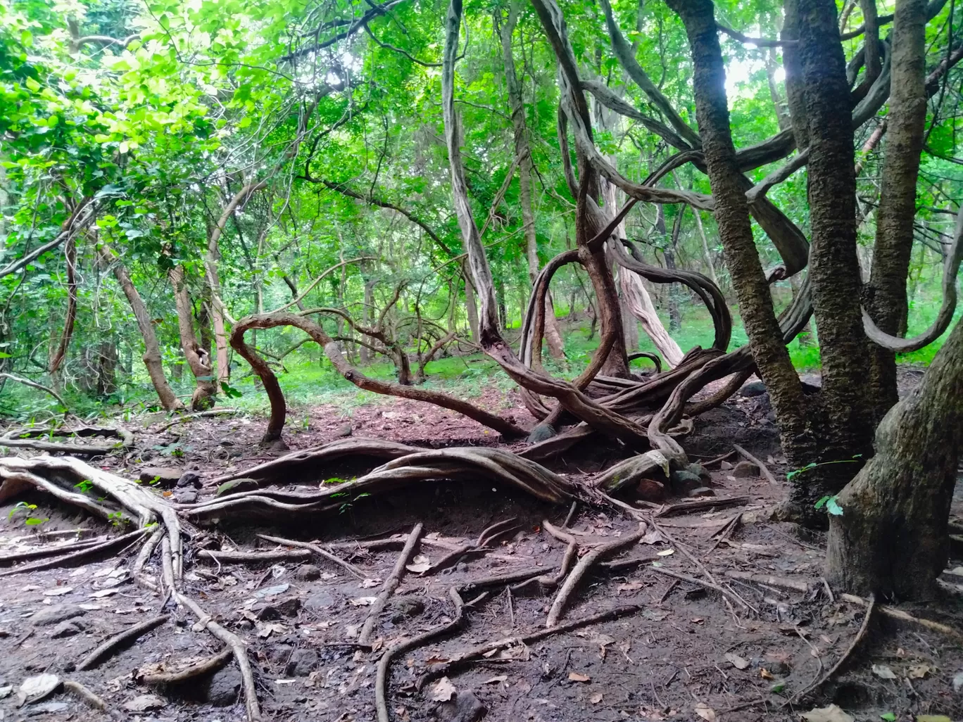 Photo of Palakkad By Afsal Afi