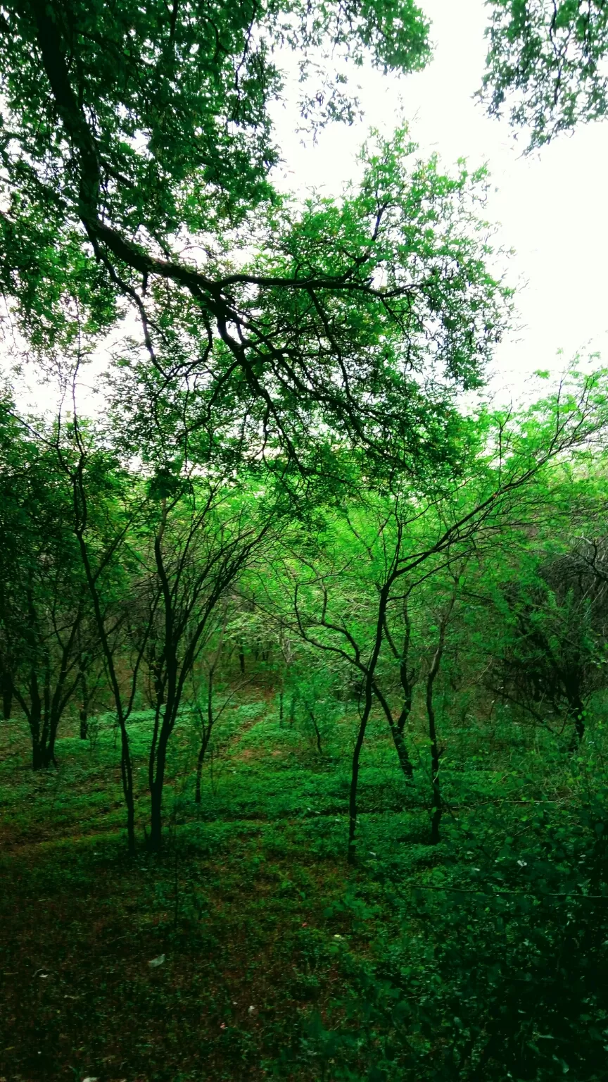 Photo of Sidheshwar Forest By Aditya H.B.