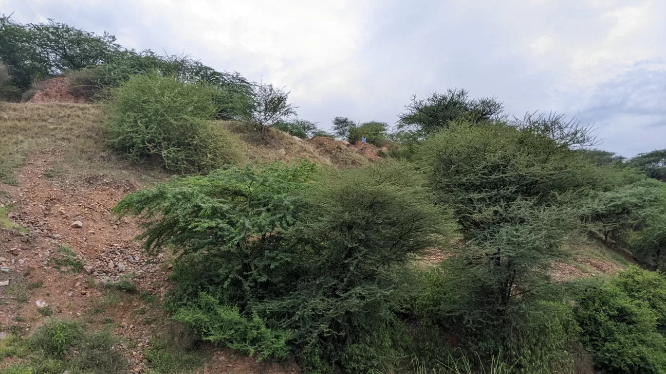 Photo of Leopard Hills By Chandan Rathore
